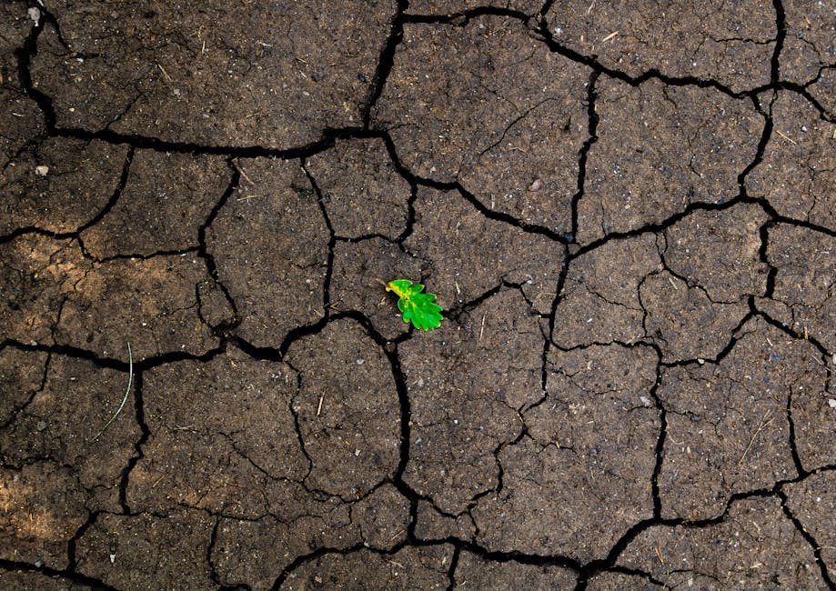A vibrant green leaf amidst cracked, dry soil, symbolizing resilience and hope in nature.