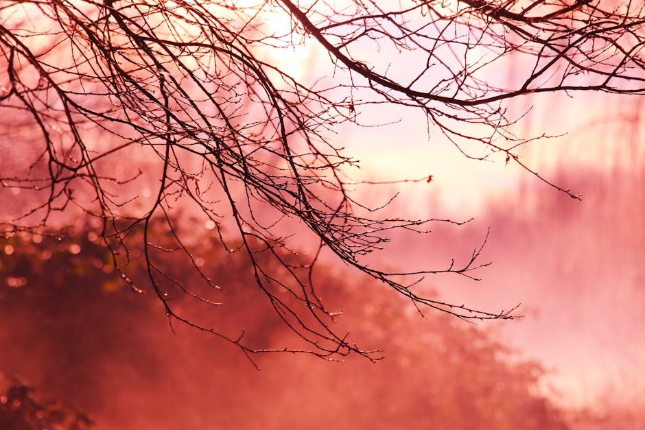 A stunning winter scene of frost-covered trees under a clear blue sky, capturing nature's serene beauty.
